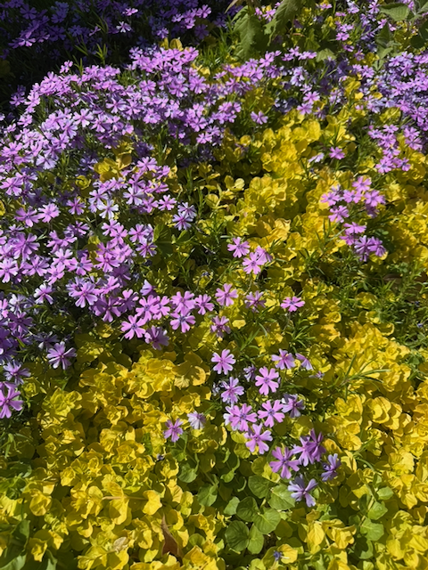 a bed of purple phlox intermixed with freshly grown creeping Jenny