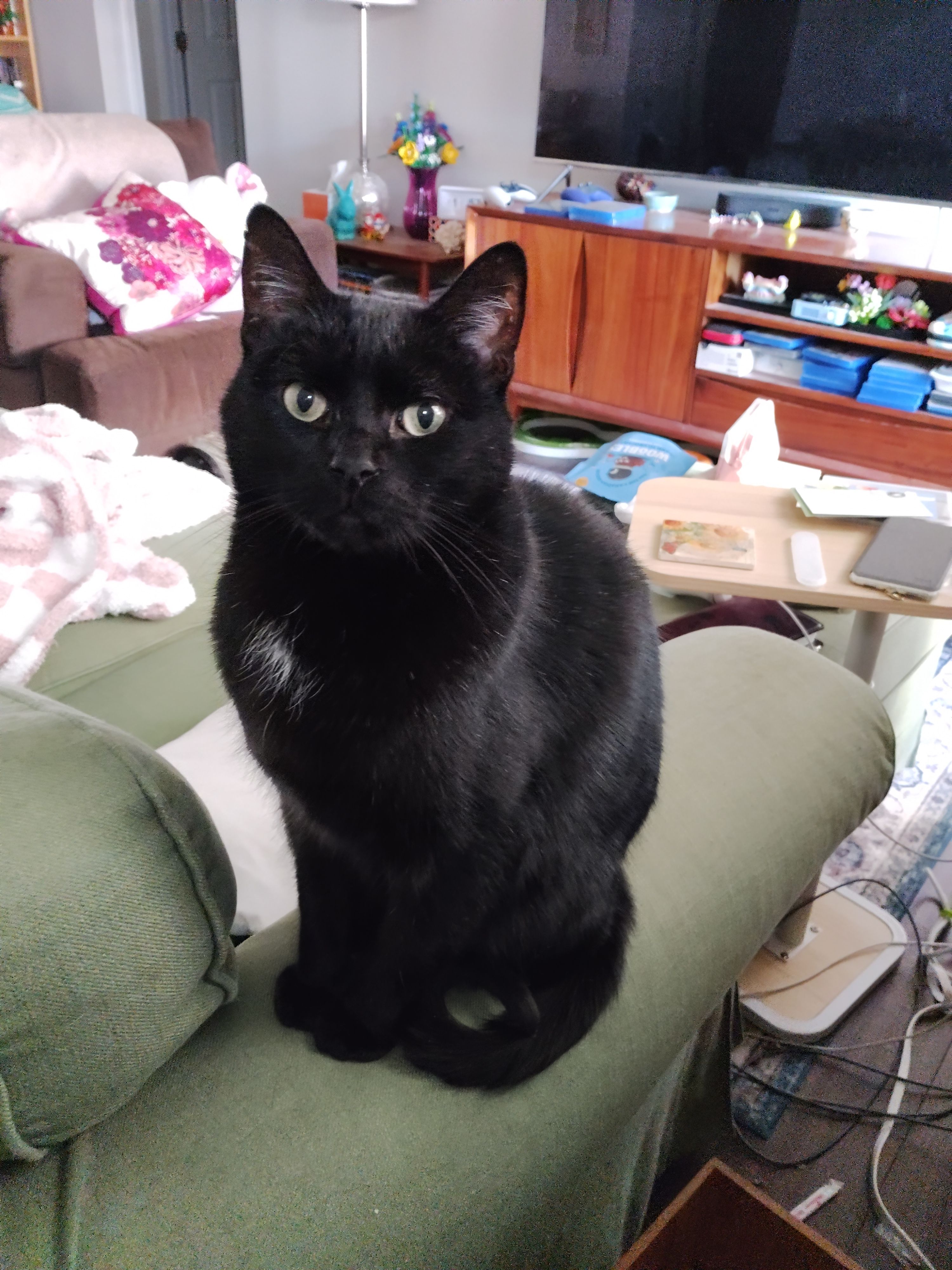 Miles is a black cat with a small white splotch on his chest. He's sitting on the arm of the couch in a very upright and classic black cat way and he knows he's handsome.